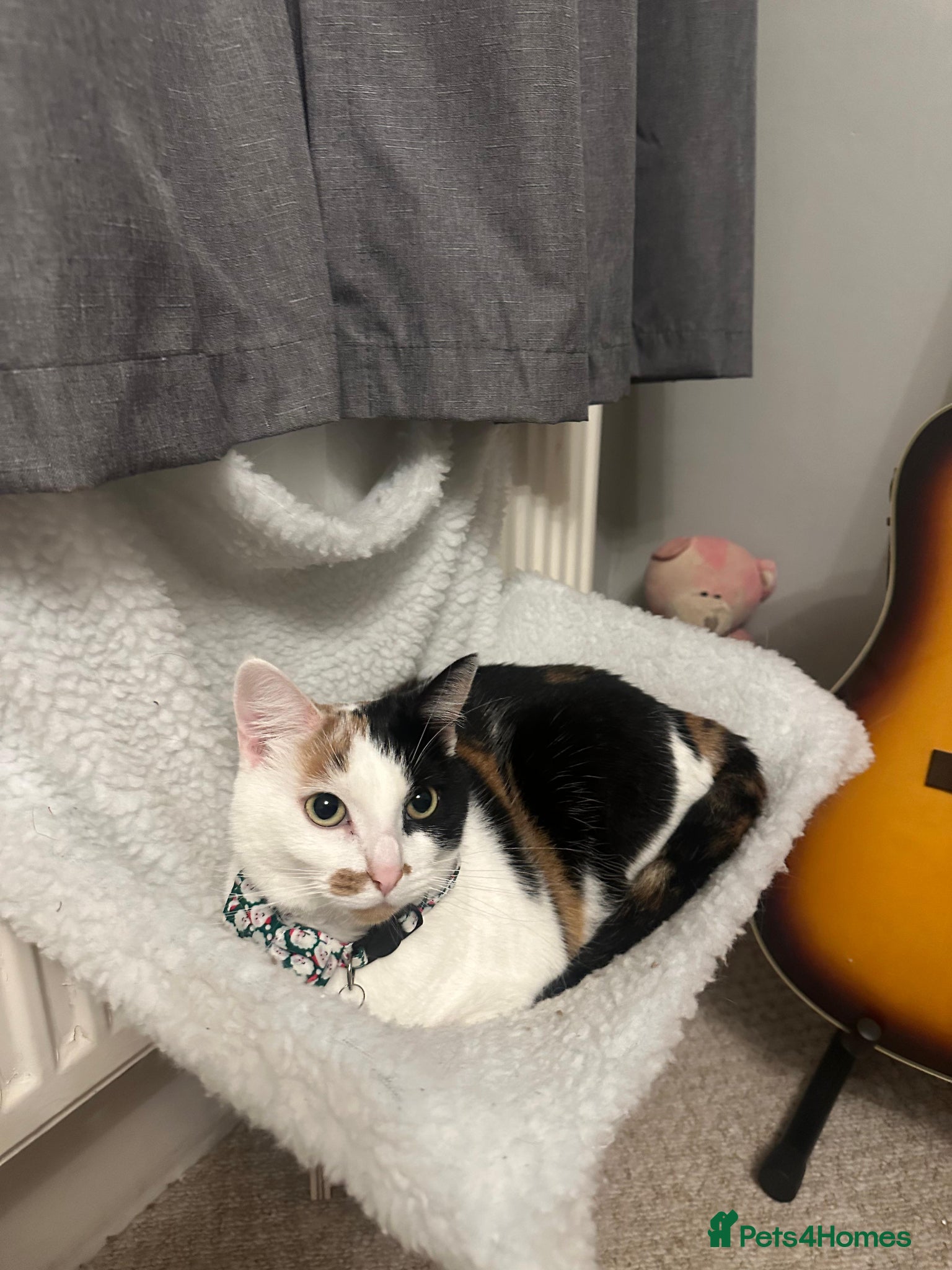 Mixed Breed cats 2 female 7 month old sisters - Advert 4