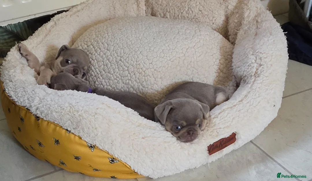 Pug dogs for sale: Reduced!!!Stunning colourful litter of pugs - Advert 2