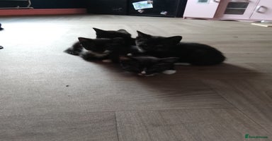 Mixed Breed cats - Advert 10