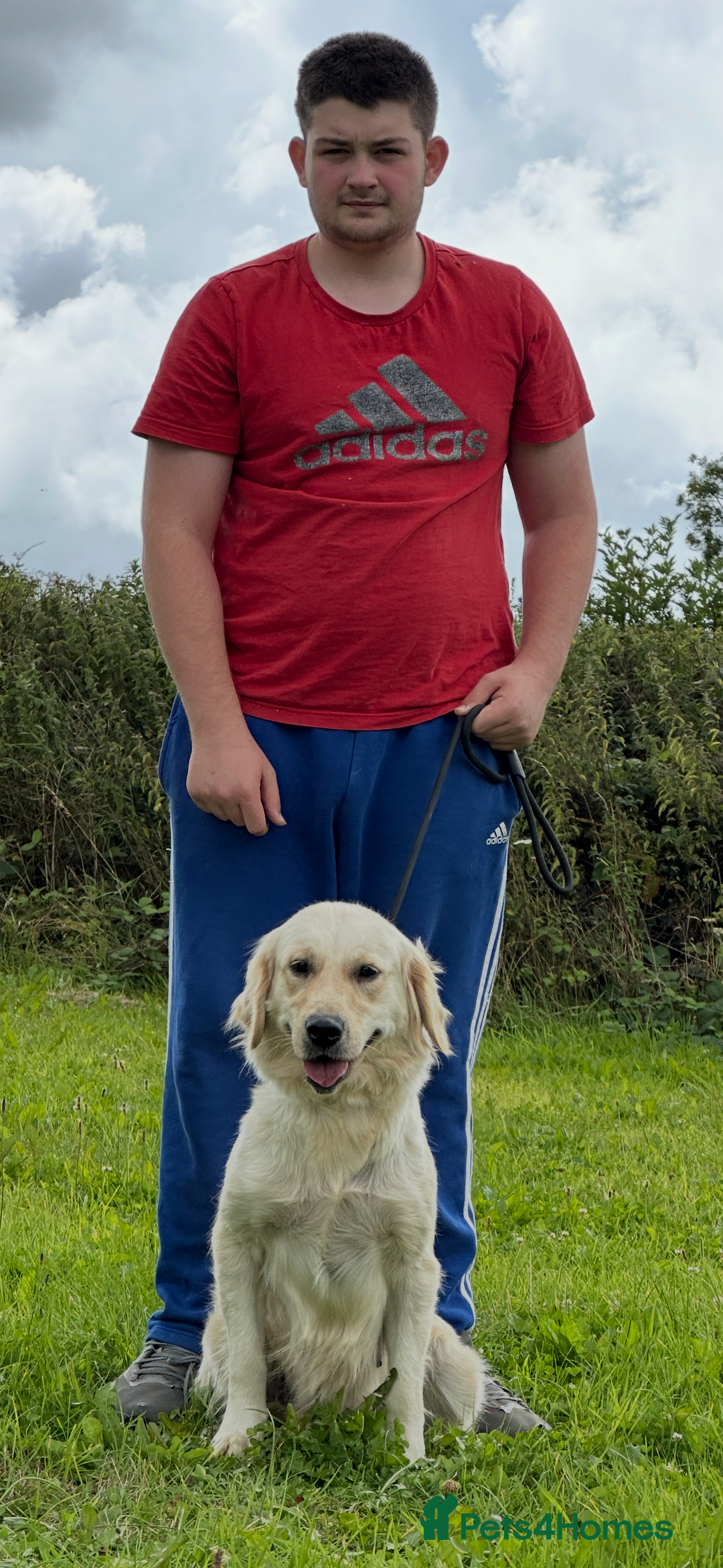 Golden Retriever dogs for sale: (Rain) Beautiful adult golden retriever for sale  - Image 5