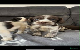 Cocker Spaniel dogs for sale: Cocker Spaniel Puppy’s  - Image 2