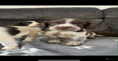 Cocker Spaniel dogs - Advert 7