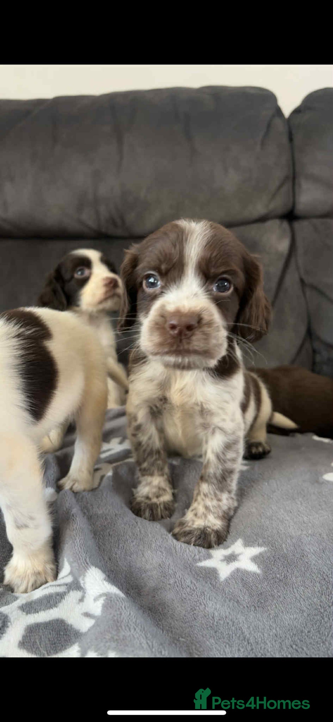 Cocker Spaniel dogs for sale: Cocker Spaniel Puppy’s  - Image 2