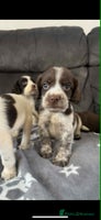 Cocker Spaniel dogs - Advert 7