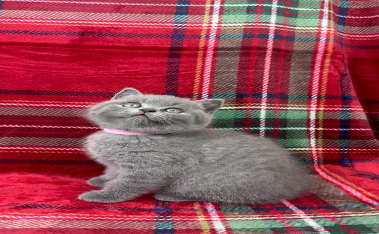 British Shorthair cats 3 Female GCCF Health tested British Shorthair - Advert 8