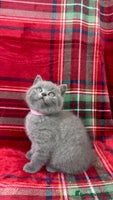 British Shorthair cats 3 Female GCCF Health tested British Shorthair - Advert 10