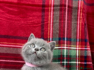 British Shorthair cats 3 Female GCCF Health tested British Shorthair - Advert 6