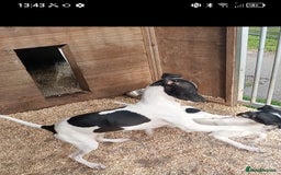 Italian Greyhound dogs for sale: Italian greyhound puppies  - Image 1