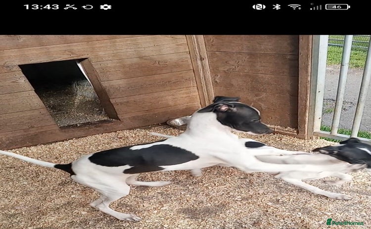 Italian Greyhound dogs - Advert 1