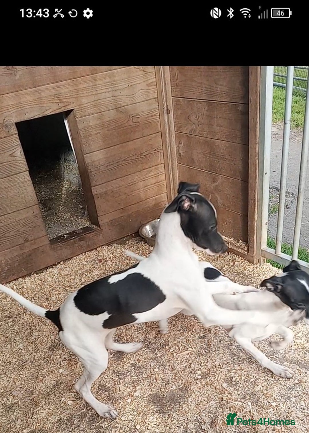 Italian Greyhound dogs for sale: Italian greyhound puppies  - Image 1