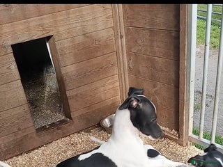 Italian Greyhound dogs - Advert 1