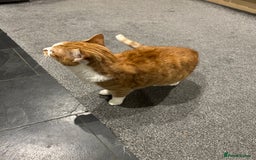 Domestic Shorthair cats for sale: Ginger & White Cat - Advert 2