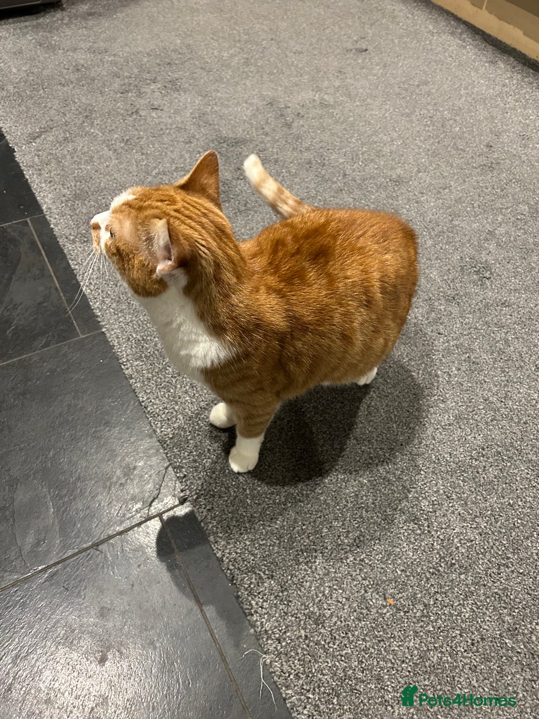 Domestic Shorthair cats for sale: Ginger & White Cat - Advert 2