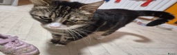 Mixed Breed cats for sale: Bella 8.5 year old cat female  - Advert 7