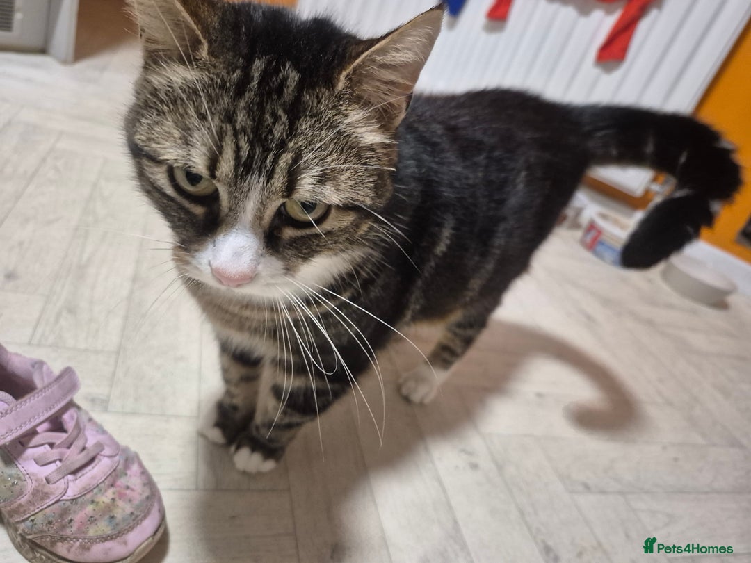 Mixed Breed cats for sale: Bella 8.5 year old cat female  - Advert 7