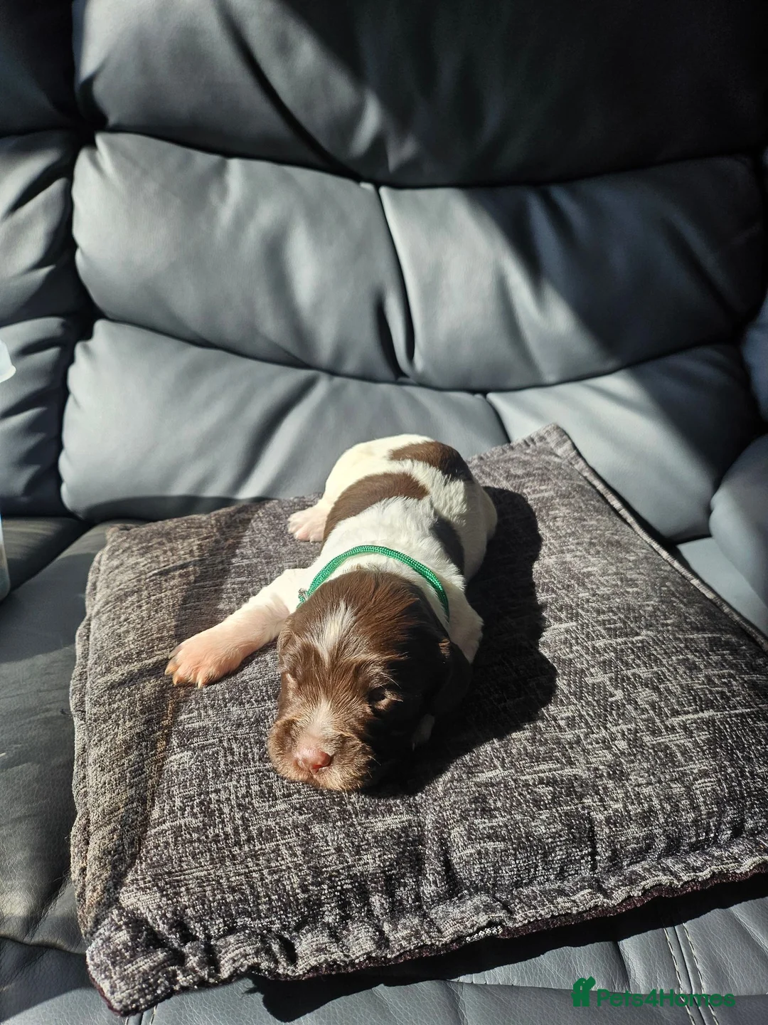 English Springer Spaniel dogs for sale: ⭐️Ready to collect today ⭐️ - Advert 10