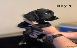 Cocker Spaniel dogs for sale: Beautiful cocker spaniel puppies ready now - Image 24