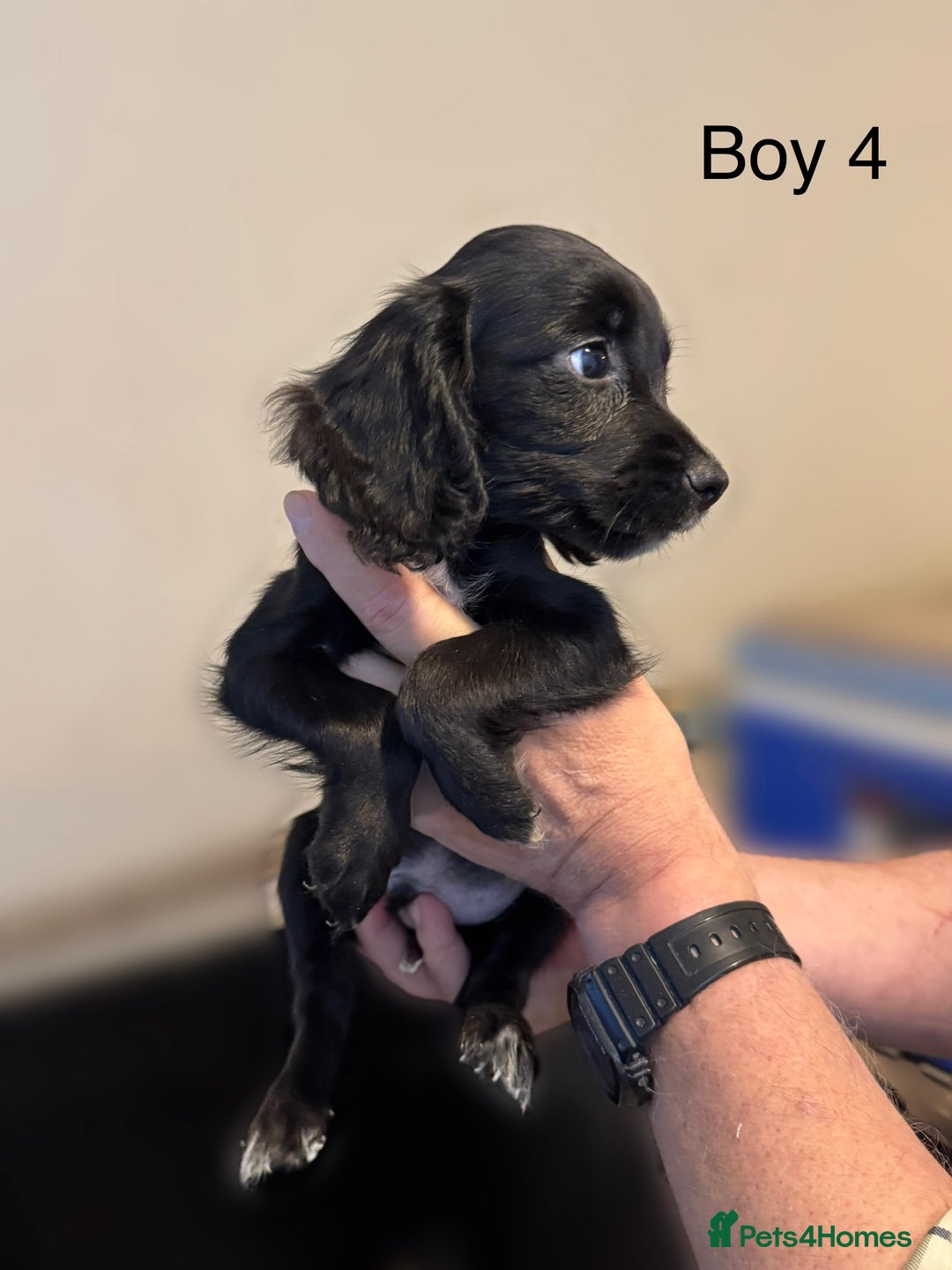 Cocker Spaniel dogs for sale: Beautiful cocker spaniel puppies ready now - Image 24