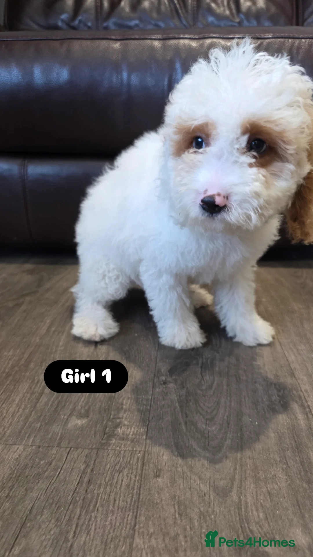 Cockapoo dogs for sale: Adorable Cockapoo pups 🦴🐾 - Image 9