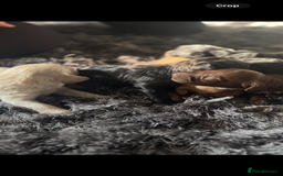 Cockapoo dogs for sale: Rare stunning American miniature teddy cockapoos  - Image 11