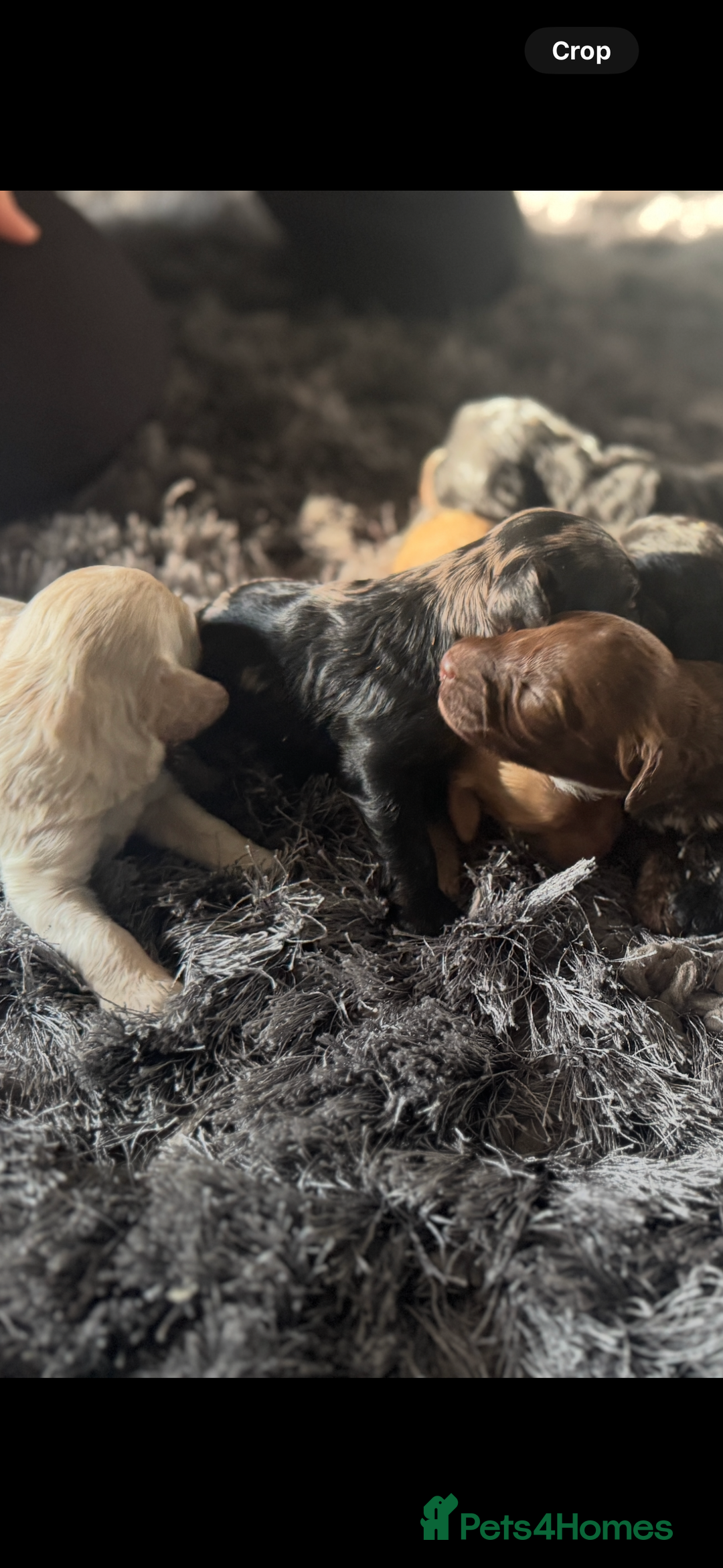 Cockapoo dogs for sale: Rare stunning American miniature teddy cockapoos  - Image 11