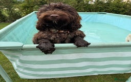 Cockapoo dogs for sale: Beautiful little cockapoo Ruby seeking a new home  - Image 15
