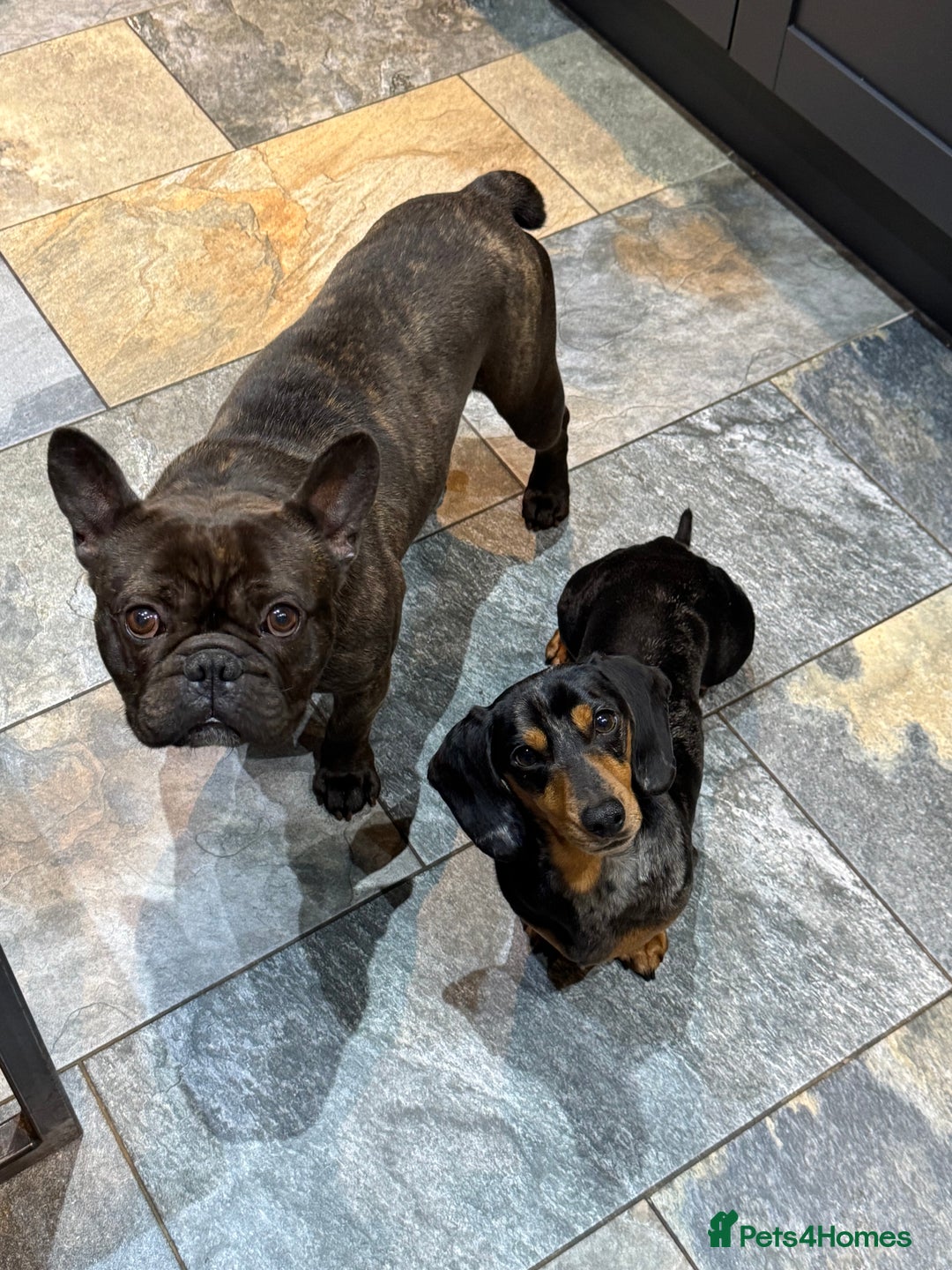 Miniature Dachshund dogs for sale: Rehoming - Mini dachshund (3) & French Bulldog (8) - Image 1