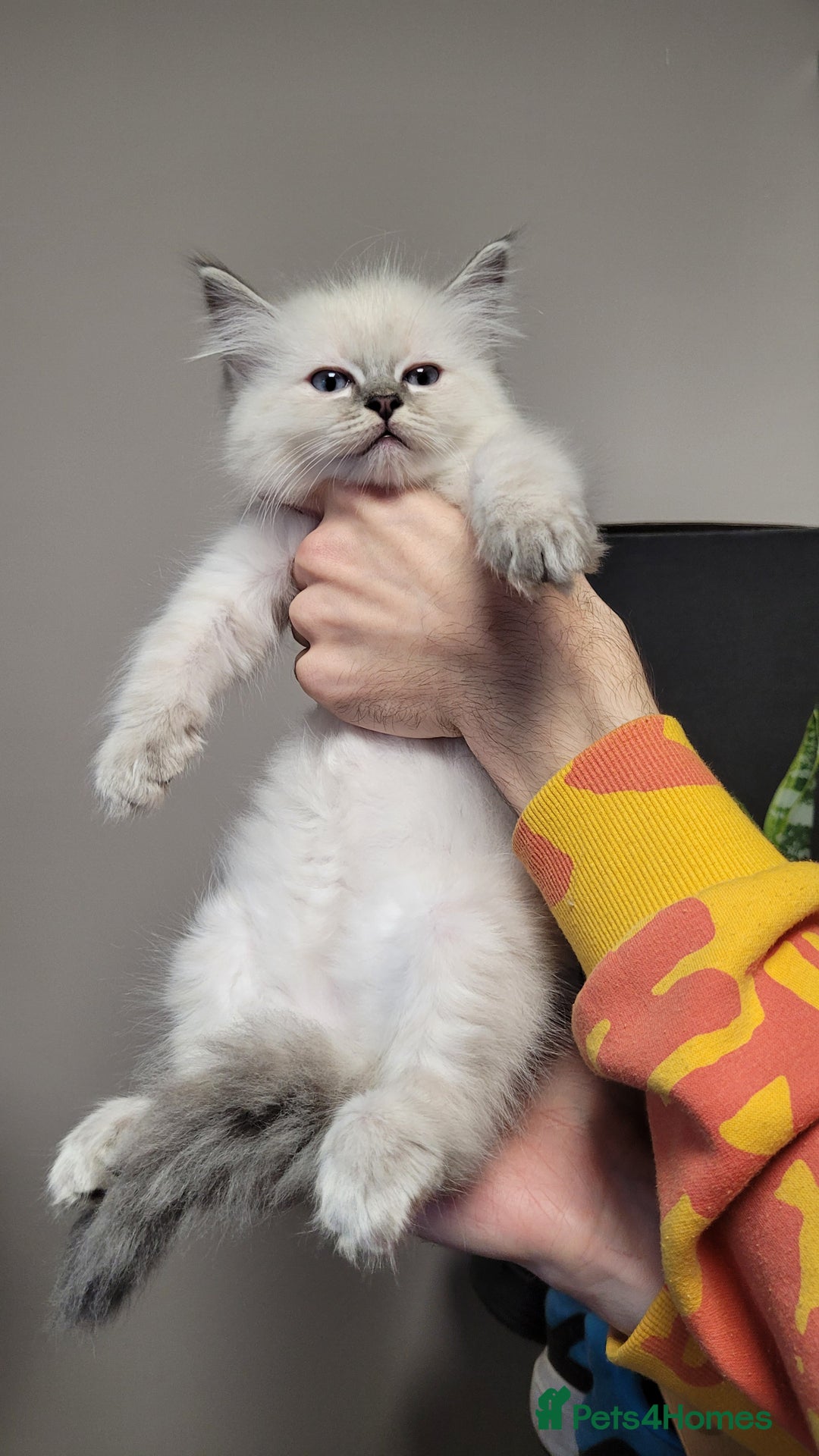 Ragdoll cats for sale: 🐾😺 3 Fluffy Ragdoll Kittens Waiting for You ♥♥♥ - Image 13