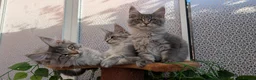 Maine Coon cats for sale: Stunning Maine coon kittens - Advert 4
