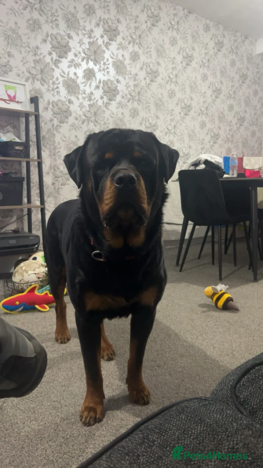 Rottweiler dogs for sale: Male Rottweiler for sale in Rochdale - Advert 2