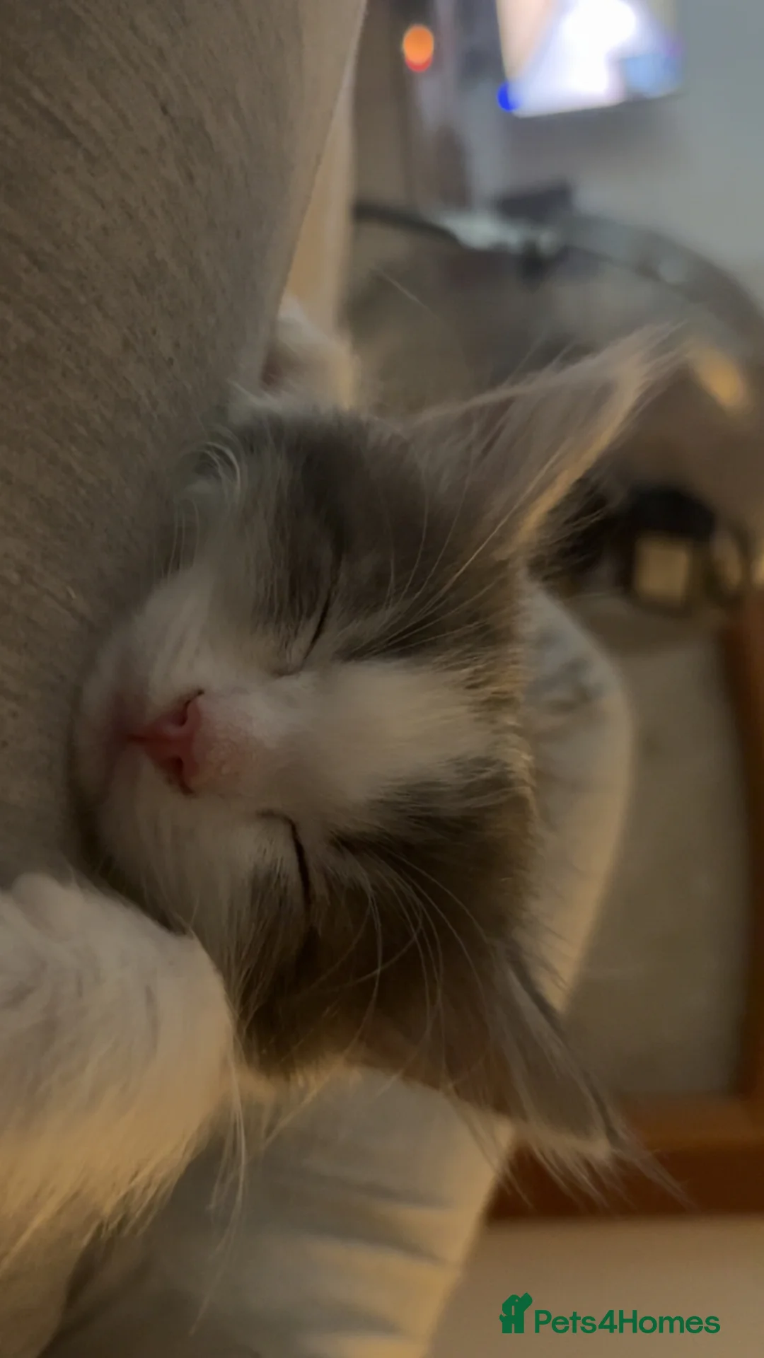 British Longhair cats for sale: British longhair kittens - Advert 2