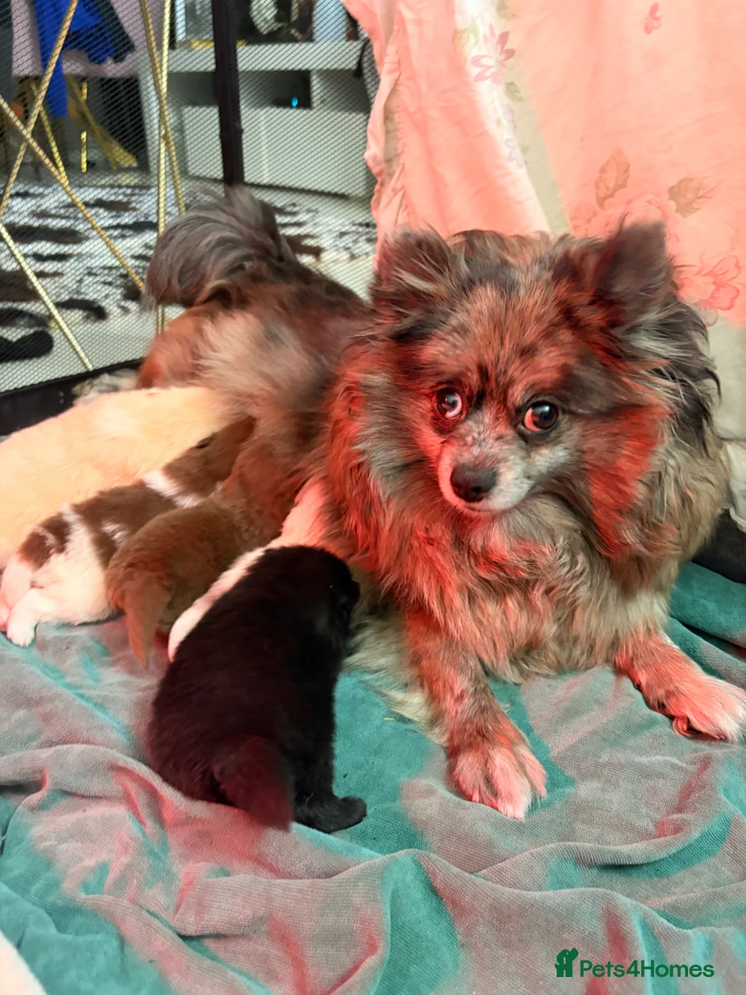 Pomeranian dogs for sale: Blue eyed Pomeranian pups  in Ramsgate - Advert 28
