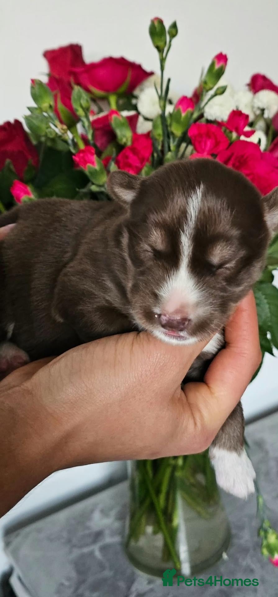 Siberian Husky dogs for sale: Wooly siberian husky - Advert 2