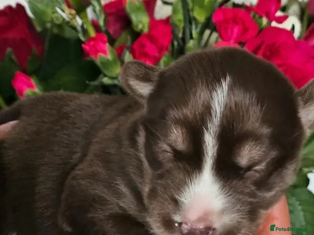 Siberian Husky dogs for sale: Wooly siberian husky - Advert 2
