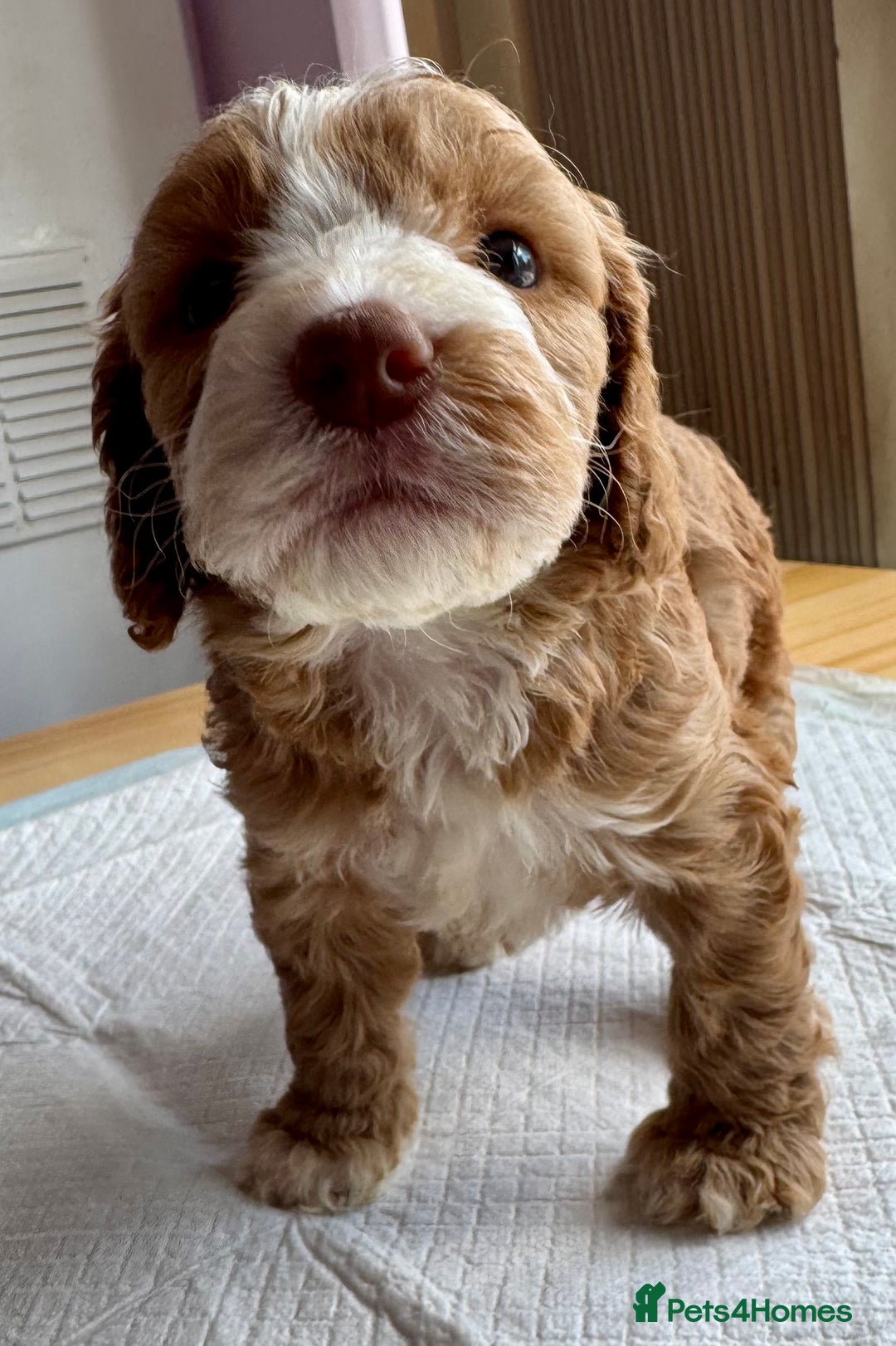 Cockapoo Dogs Parti Cockapoo Puppies For Sale Beautiful F1