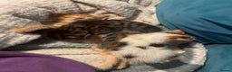 Domestic Shorthair cats for sale: Beautiful ginger & tabby kittens available 20 Dec - Advert 19