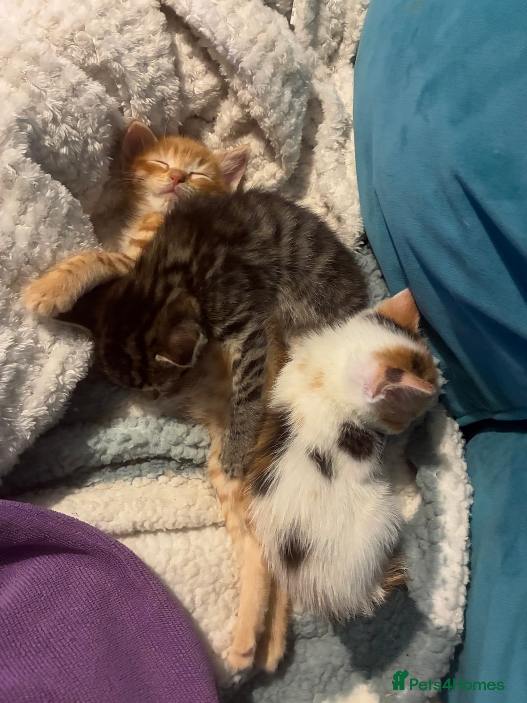 Domestic Shorthair cats for sale: Beautiful ginger & tabby kittens available 20 Dec - Advert 19