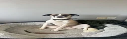 Mixed Breed dogs for adoption: ❤️🐾TITTO  THIS TIME, HIS HOME MUST BE FOREVER🐾❤️ - Advert 3