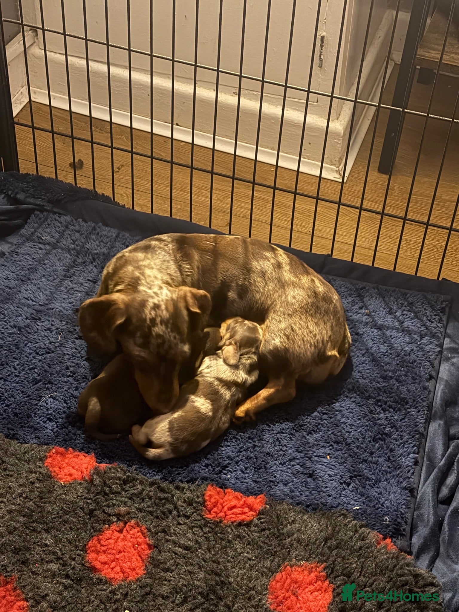 Miniature Dachshund dogs Pedigree miniature dachshund  - Advert 2