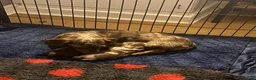 Miniature Dachshund dogs for sale: Pedigree miniature dachshund  - Advert 1