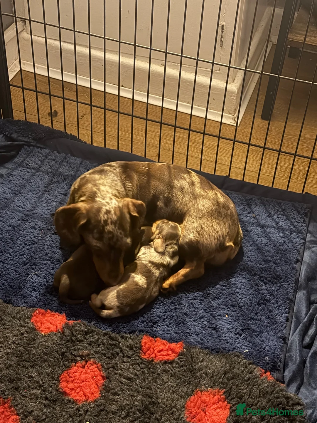 Miniature Dachshund dogs for sale: Pedigree miniature dachshund  - Advert 1