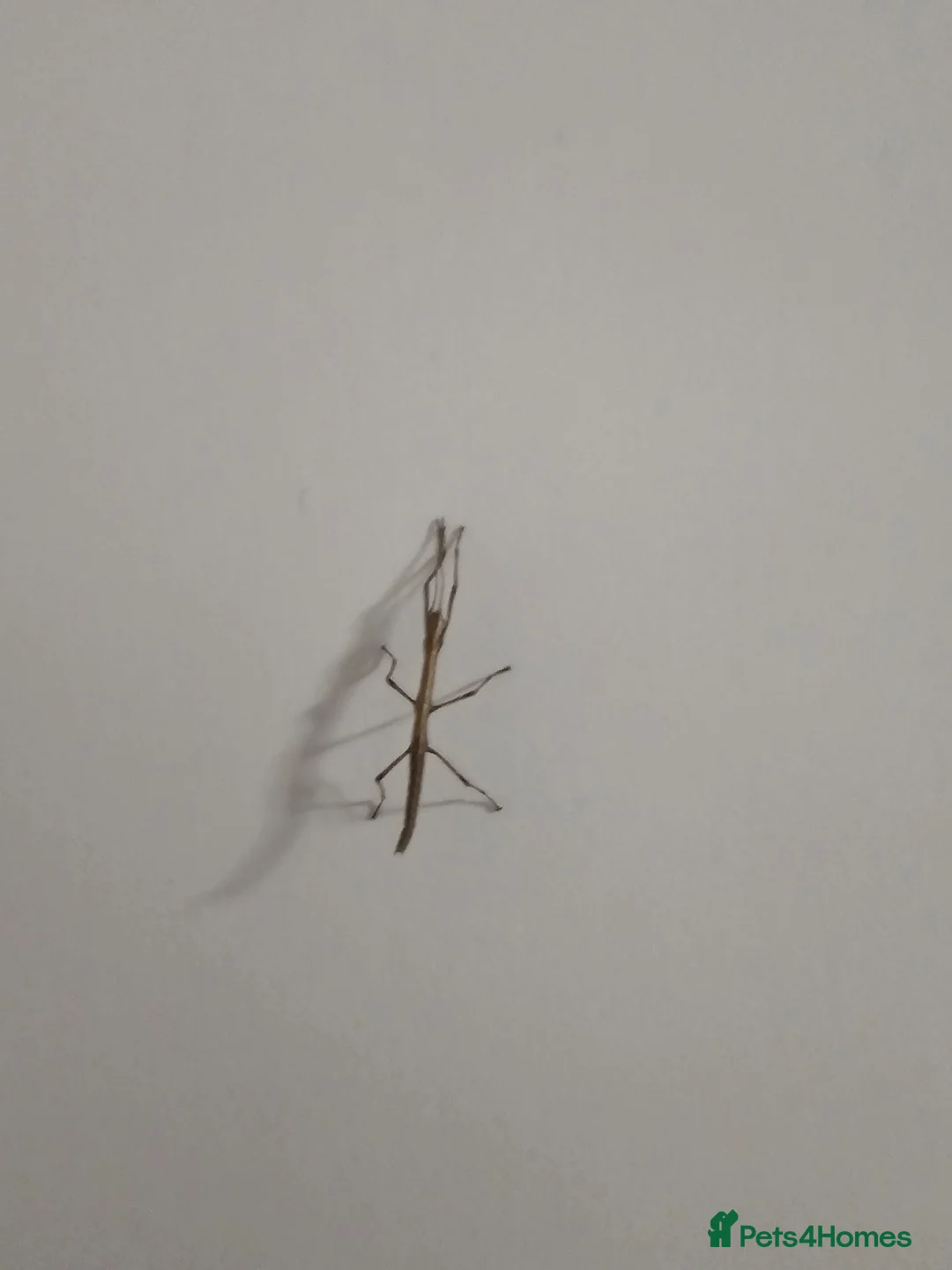 Stick Insects invertebrates for sale: Indian Stick Insects - Advert 10