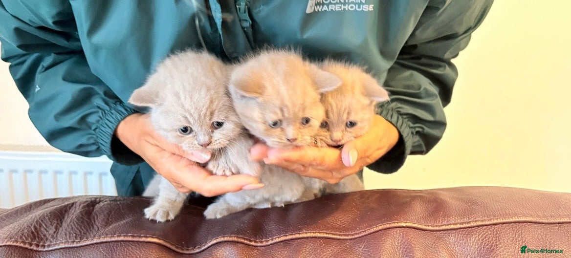 British Shorthair cats Lilac British shorthair kittens for sale ready now - Advert 6
