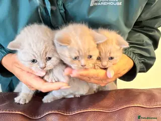 British Shorthair cats Lilac British shorthair kittens for sale ready now - Advert 4