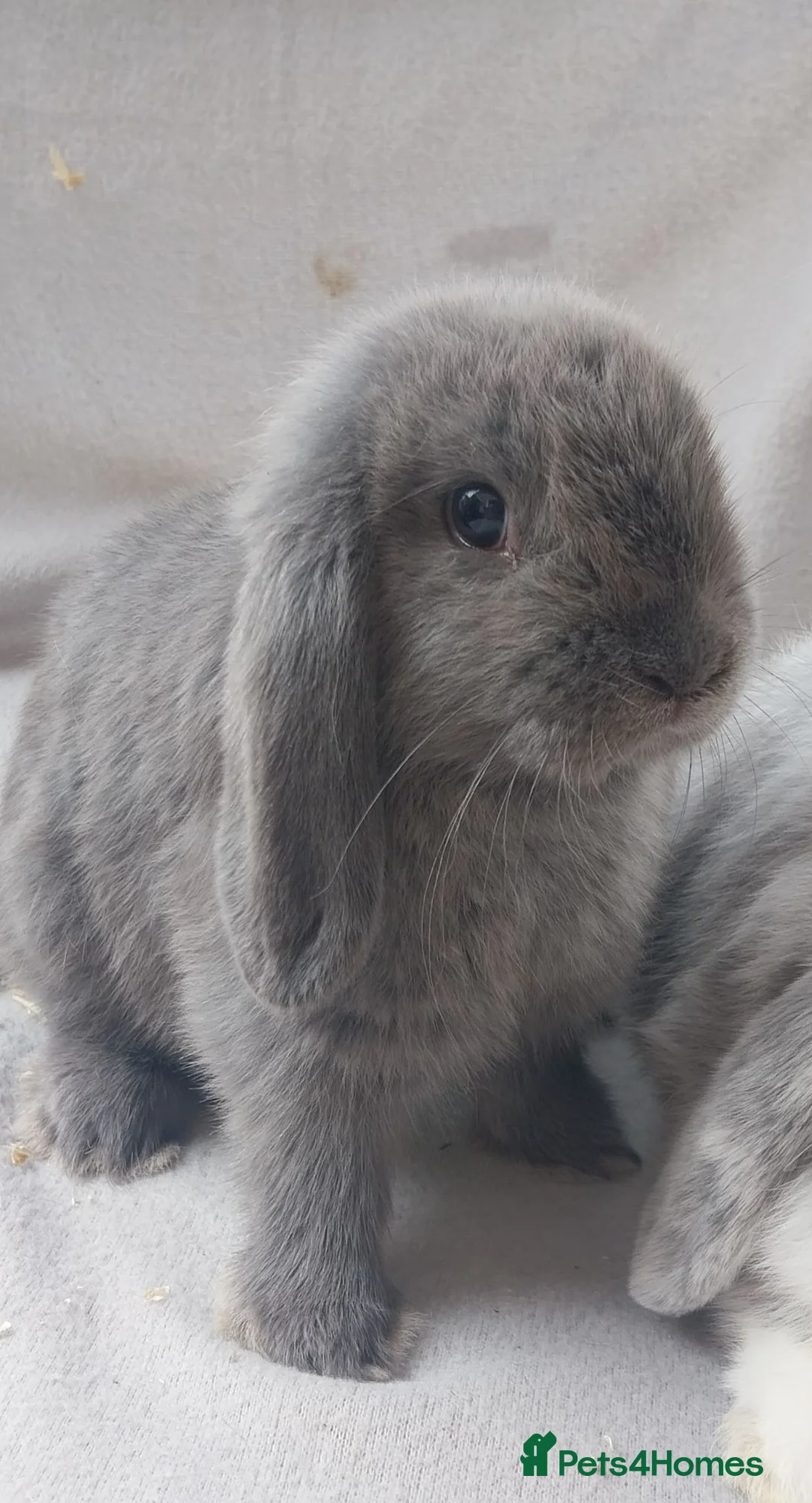 Mini Lop rabbits for sale: Baby Mini Lops  - Advert 2