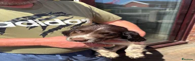 Sprocker 7