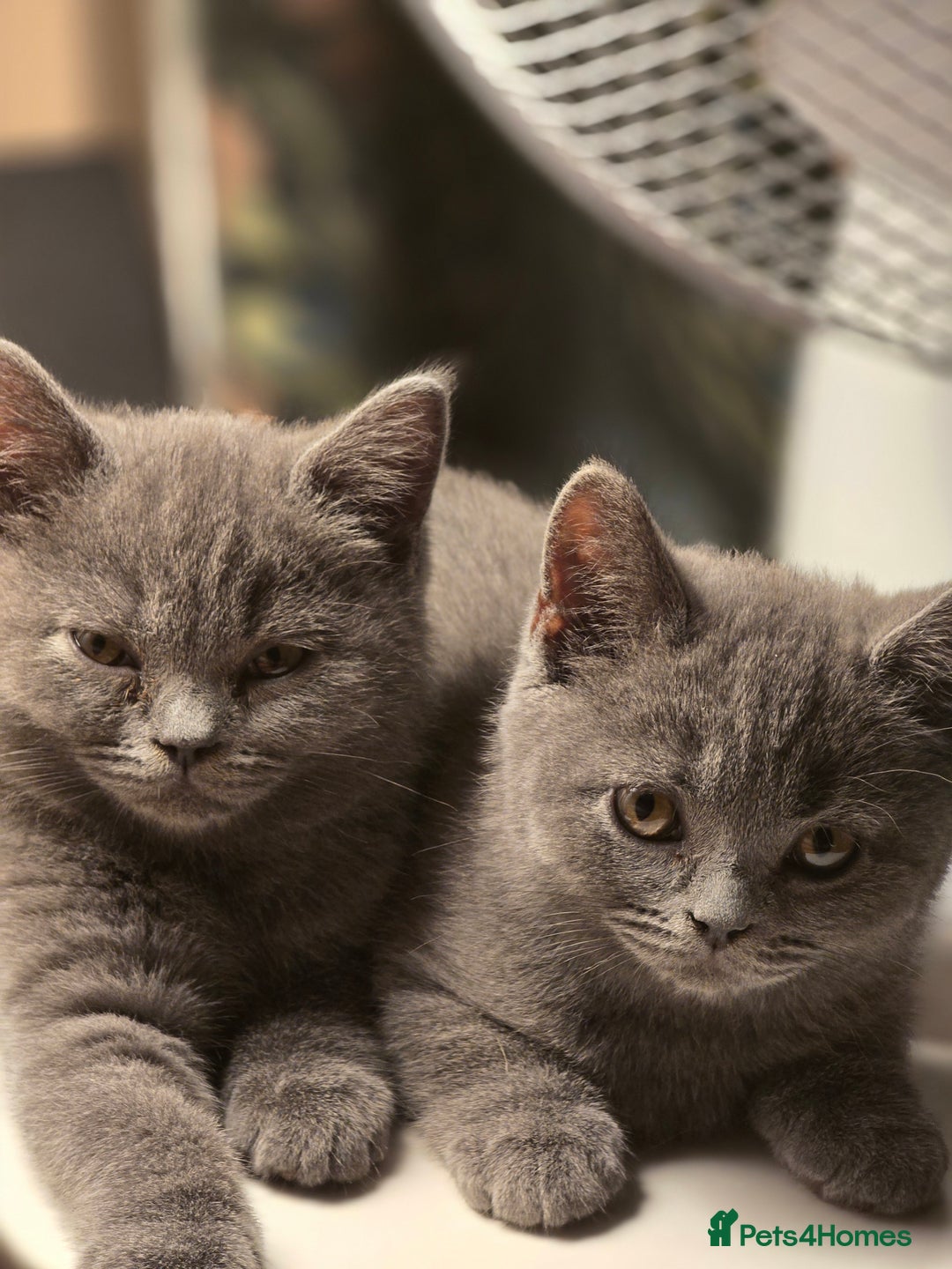 British Shorthair cats for sale: British shorthair  - Image 28