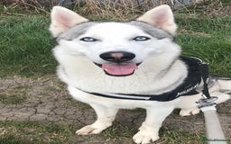 Siberian Husky dogs for sale: Siberian Husky - Male - 5 years old. - Image 1