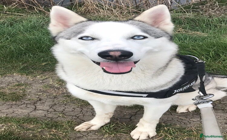 Siberian Husky dogs - Advert 3