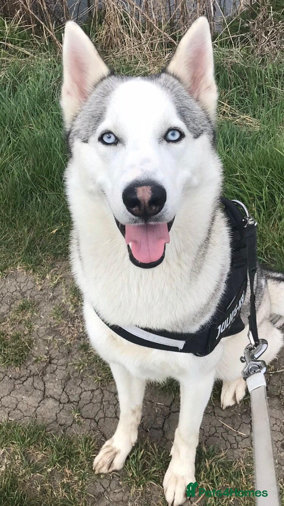 Siberian Husky dogs for sale: Siberian Husky - Male - 5 years old. - Image 1